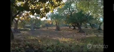 Suoli agricoli, oliveto e frutteto, seminativo