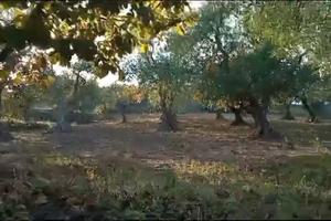 Suoli agricoli, oliveto e frutteto, seminativo