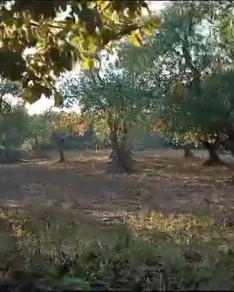Suoli agricoli, oliveto e frutteto, seminativo