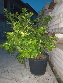 Piante dì Limone 