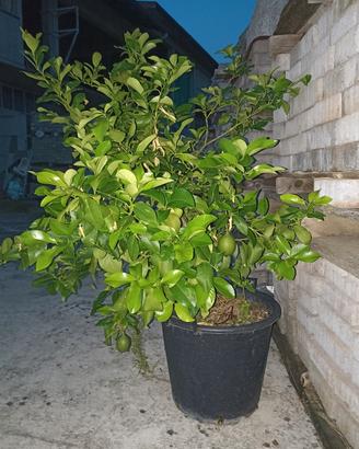 Piante dì Limone 
