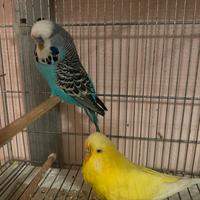 Il Pappagalli tutti di tutti i tipi