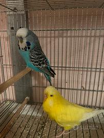 Il Pappagalli tutti di tutti i tipi