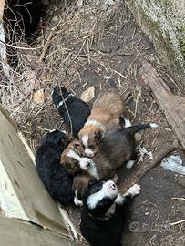Vendita cuccioli border collie