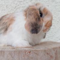 Conigli nani ariete per mini loop