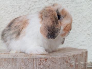 Conigli nani ariete per mini loop