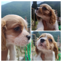 Cavalier king cucciolo
