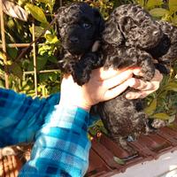 Cuccioli di barboncini toy