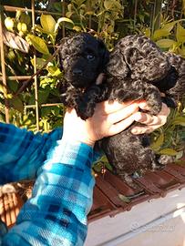 Cuccioli di barboncini toy