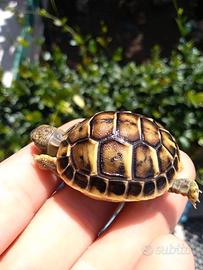 Tartarughe