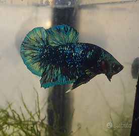 Betta splendes avatar