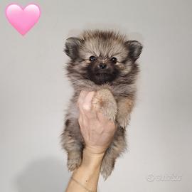 Pomerania spitz nano russo coreano crema carbonato