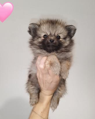 Pomerania spitz nano russo coreano crema carbonato
