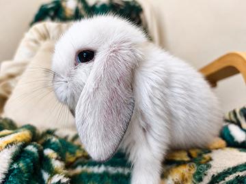 Ariete nano mini lop