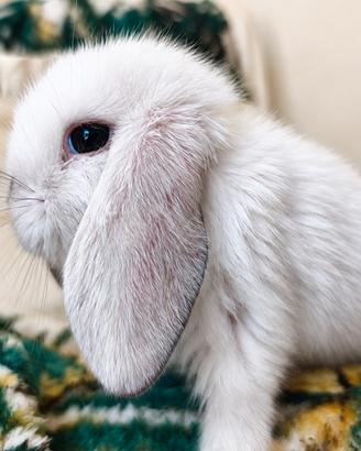 Ariete nano mini lop