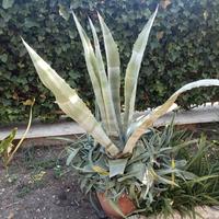 Agave