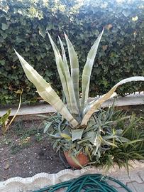 Agave