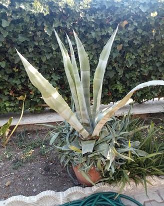 Agave