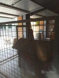 Box per  cane Fido/Assalonne che era incontenibile