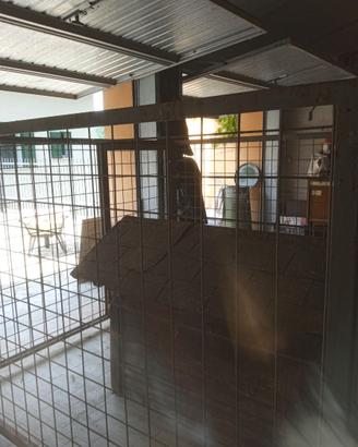 Box per  cane Fido/Assalonne che era incontenibile