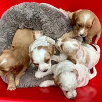 Cuccioli cocker spaniel