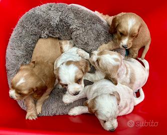 Cuccioli cocker spaniel