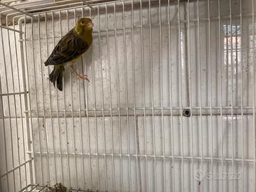 Canarino verde selvatico