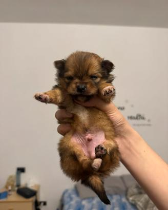 Cuccioli di Spitz - 2 mesi - maschi
