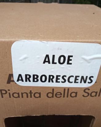ALOE arborescens SALDI