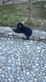 Cocker spaniel con pedigree