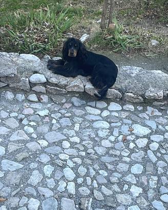 Cocker spaniel con pedigree