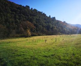 Terreno Agricolo Spoleto [201900065VCG]