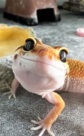 Geco Leopardino (eublepharis macularius)