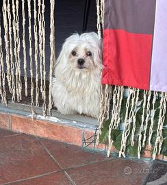 Maltese toy coreano
