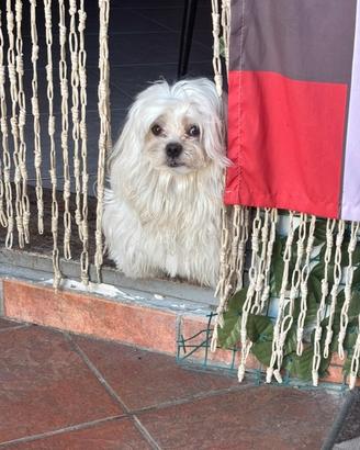 Maltese toy coreano