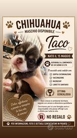 Chihuahua maschio