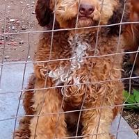 Lagotta di 11 mesi senza pedigree