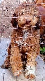 Lagotta di 11 mesi senza pedigree