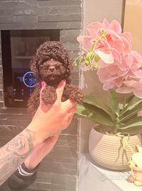 Cuccioli di barboncino