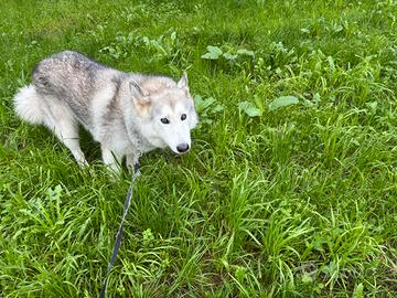 Husky femmina