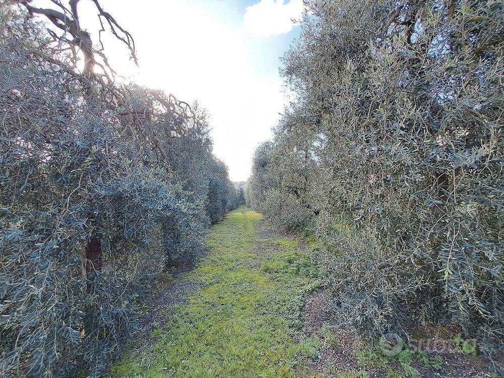 Azienda con vigneto Casale e Cantina Vinci - Vista 4