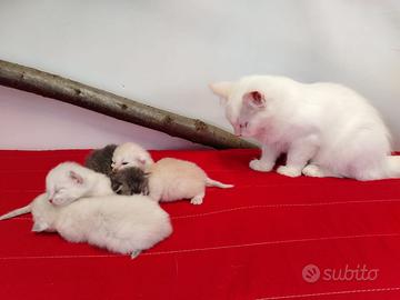 Gattini Siberiani pura Razza