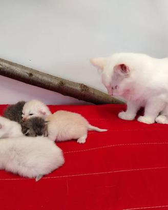 Gattini Siberiani pura Razza