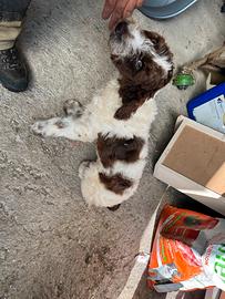 Lagotto romagnolo da tartufo