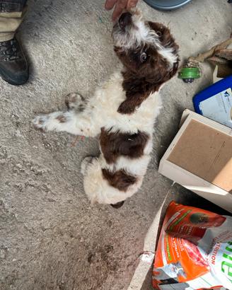 Lagotto romagnolo da tartufo
