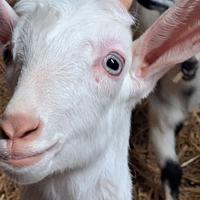 Capretto maschio con corna e penduli