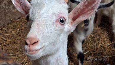 Capretto maschio con corna e penduli