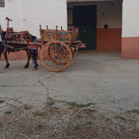 Pony di 10 anni bravo con tutto