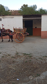 Pony di 10 anni bravo con tutto