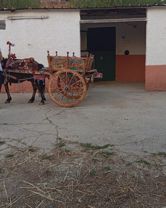 Pony di 10 anni bravo con tutto